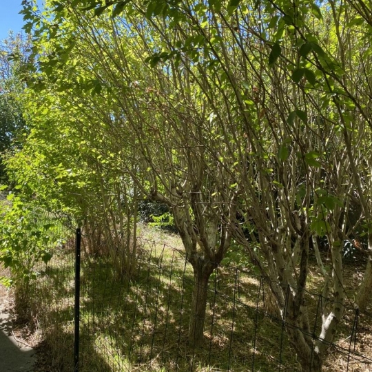  Laurent ALIAGA L'Expert Immobilier : House | SAUSSAN (34570) | 90 m2 | 180 000 € 