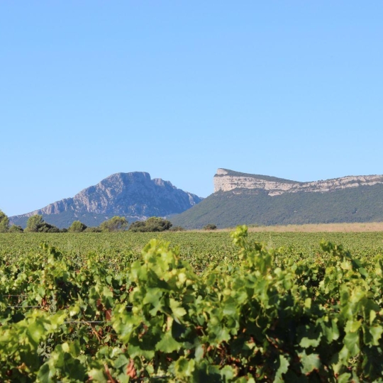  Laurent ALIAGA L'Expert Immobilier : Local / Bureau | SAINT-MATHIEU-DE-TREVIERS (34270) | 330 m2 | 440 000 € 