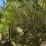  Laurent ALIAGA L'Expert Immobilier : House | SAUSSAN (34570) | 90 m2 | 180 000 € 