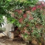  Laurent ALIAGA L'Expert Immobilier : Maison / Villa | LE CRES (34920) | 90 m2 | 418 000 € 