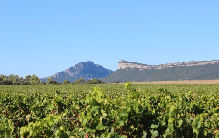 Laurent ALIAGA L'Expert Immobilier : Local / Bureau | SAINT-MATHIEU-DE-TREVIERS (34270) | 330 m2 | 440 000 € 